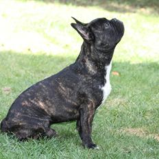 Fransk bulldog Cæsar