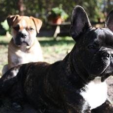 Fransk bulldog Cæsar