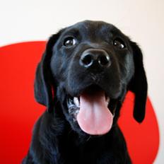 Labrador retriever Samson