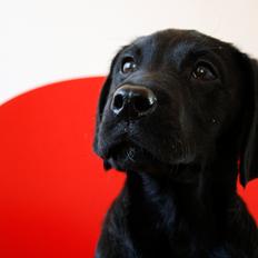 Labrador retriever Samson
