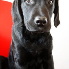 Labrador retriever Samson