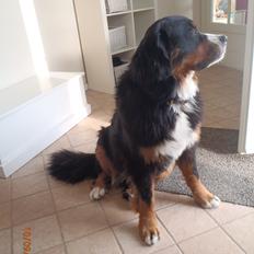 Berner sennenhund Celina.