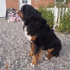 Berner sennenhund Celina.
