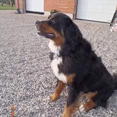 Berner sennenhund Celina.