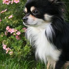 Chihuahua Nano 'Tass' Enzo (Udstationeret)