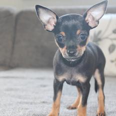 Blanding af racer Prazsky Krysarik / Chihuahua - CARLOIOS