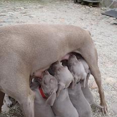 Weimaraner Freja