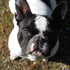 Fransk bulldog Gizmo