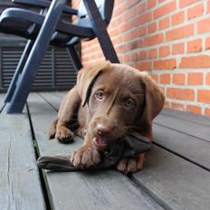 Labrador retriever Trille