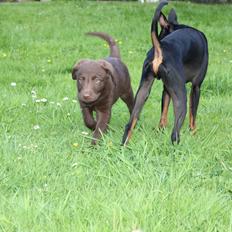 Labrador retriever Trille