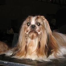 Shih tzu Big Choice Mei Royal Air Force