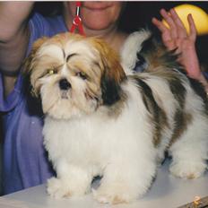 Shih tzu Big Choice Mei Royal Air Force