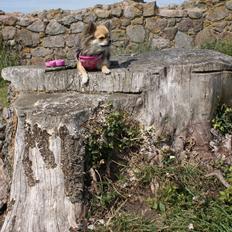 Chihuahua Anna Lucia