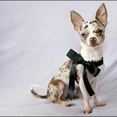 Chihuahua Mocha