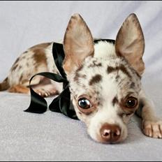 Chihuahua Mocha