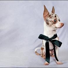 Chihuahua Mocha