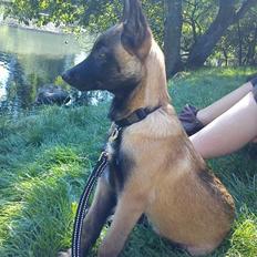 Malinois Bacardi