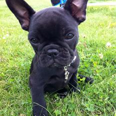 Fransk bulldog Angel