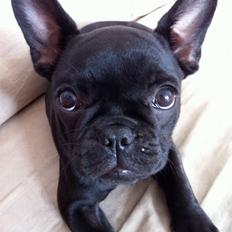 Fransk bulldog Angel