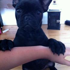 Fransk bulldog Angel