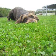 Ruhåret hønsehund Birkemosens Luchs