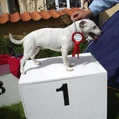 Jack russell terrier silas