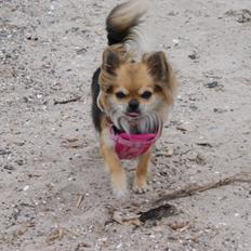 Chihuahua Anna Lucia