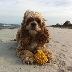 Amerikansk cocker spaniel Jamie