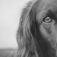 Cocker spaniel Siva <3 *Putte*