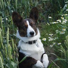 Welsh corgi cardigan Zappa