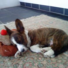 Welsh corgi cardigan Zappa