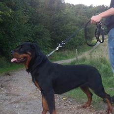 Rottweiler Ai-Jen-Caia