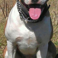 Blanding af racer aya(amstaff/ambull)