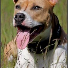 Blanding af racer aya(amstaff/ambull)