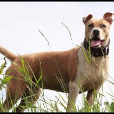 Blanding af racer aya(amstaff/ambull)