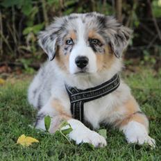Australian shepherd Godrumgaard´s Cortina (Tidl. Hund)