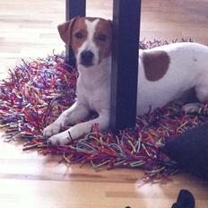 Blanding af racer Manse