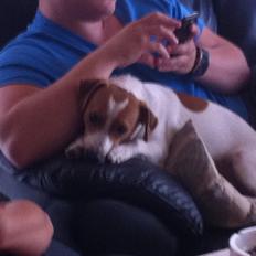 Blanding af racer Manse