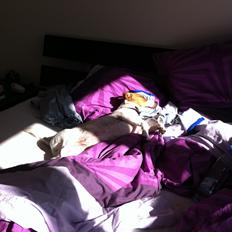 Blanding af racer Manse