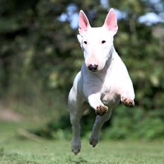 Bullterrier miniature MilkywayMiniature Pure White