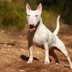 Bullterrier miniature MilkywayMiniature Pure White