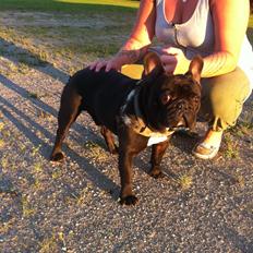 Fransk bulldog Batman