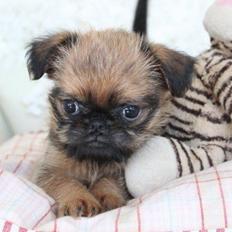 Griffon bruxellois Cody