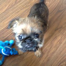 Griffon bruxellois Cody