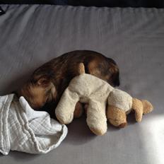 Griffon bruxellois Cody