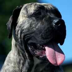 Dogo canario Diamante Rayas Angel "Sera"
