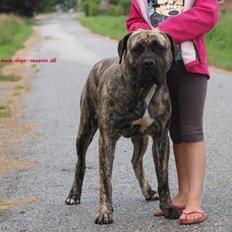 Dogo canario Diamante Rayas Angel "Sera"