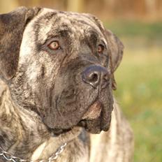 Dogo canario Diamante Rayas Angel "Sera"