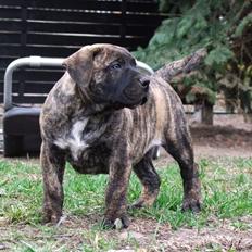 Dogo canario Rash Fuego de Volcanes