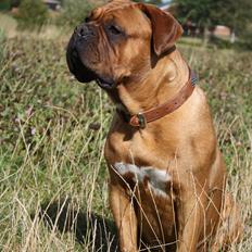 Dogue de bordeaux Glowing Black Sky de La Tour Gelée *Sol*